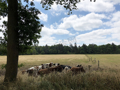 阿佩尔沙 Drents-Friese Wold 森林树下的奶牛