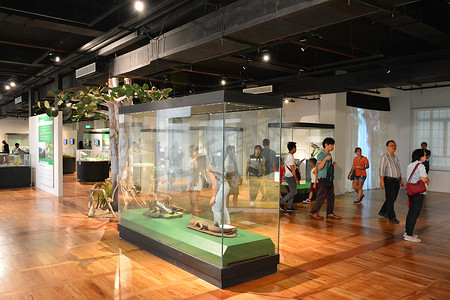 国家自然历史博物馆动物学动物展览在曼