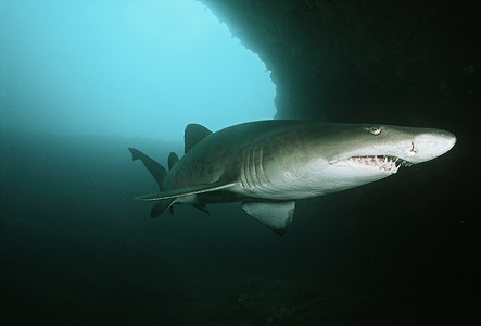 金虎摄影照片_Aliwal 浅滩印度洋南非沙虎鲨 (Carcharias 金牛座) 在水下洞穴