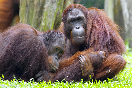婆罗洲摄影照片_婆罗洲猩猩