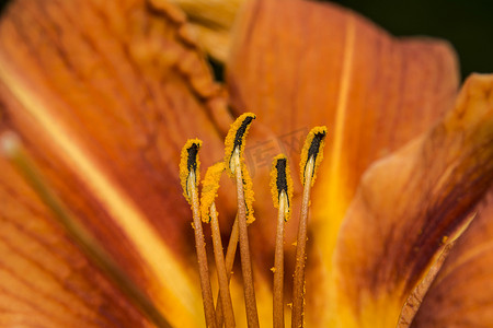 花药