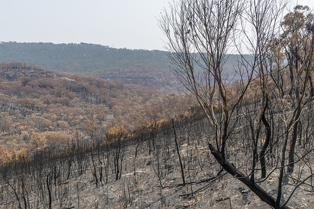 澳大利亚蓝山夏季森林大火烧毁森林