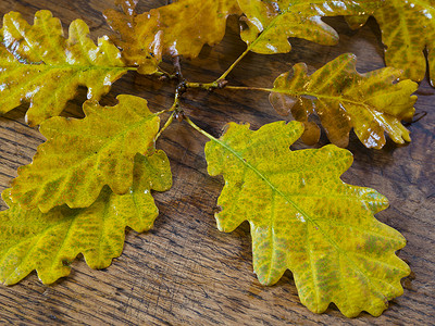 自然的老橡木桌上湿秋黄橡树叶