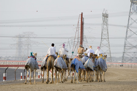 迪拜阿联酋骆驼和骑师在日落时在 Nad Al Sheba 骆驼赛马场训练