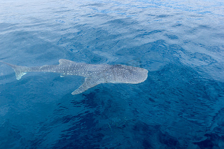 小手拉大手共筑碧水蓝天摄影照片_一只小鲸鲨宝宝，从船上射杀，西澳大利亚尼格鲁礁