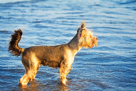 海边的狗在水中玩耍。