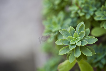 肉质植物摄影照片_在陶瓷罐的绿色肉质植物特写镜头。