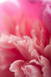 抽象的粉色牡丹花背景