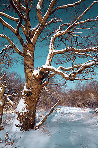 大橡树在树林间的雪中