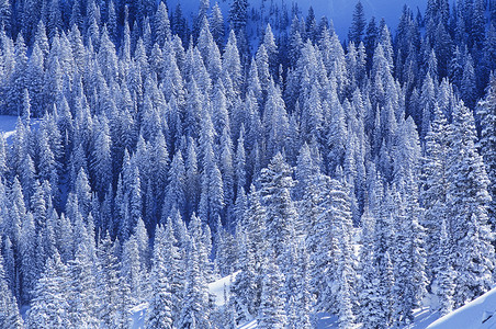 雪景中的松树