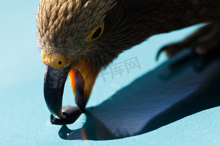 强嘴新西兰高山鹦鹉 Kea 的特写