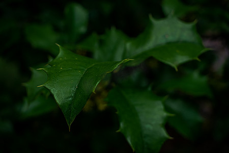 树上有刺的深绿色叶子