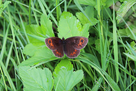 绿叶上的 Erebia aethiops 蝴蝶