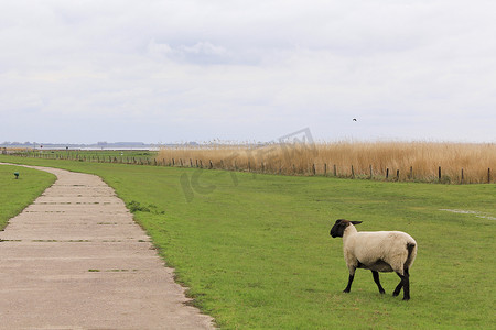 在典型的德国风景中，孤独的羊与羊群分开。