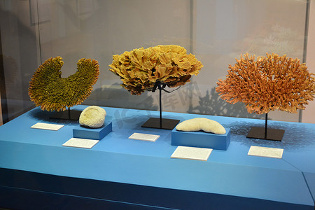 国家自然历史博物馆摄影照片_马尼拉国家自然历史博物馆珊瑚展，Phil