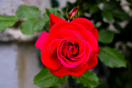 红玫瑰花在玫瑰花园的背景上绽放。