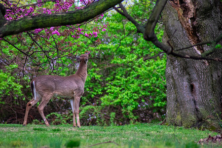 树叶和小鹿摄影照片_一只小鹿伸手去咬树上的花和树叶