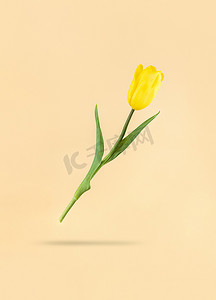 米色海报背景摄影照片_悬浮在米色背景上的黄色郁金香和它下面的阴影。