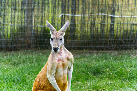 Macropus Rufus 或红袋鼠在模糊的背景下停下来看着相机。