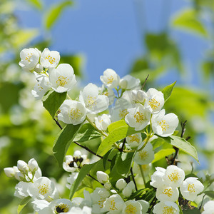 茉莉花剪纸摄影照片_茉莉花