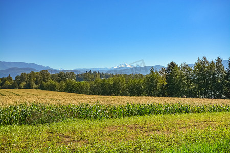 玉米农田有山和蓝天背景