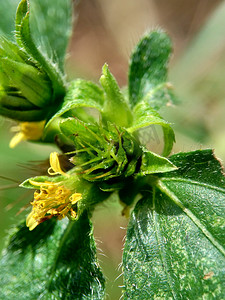 战火摄影照片_具有自然背景的节点杂草（也称为 Synedrella nodiflora、synderella 杂草）的宏观照片。
