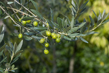 树上的橄榄果