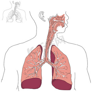 呼吸系统和放线菌病