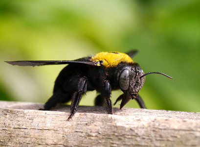 竹枝摄影照片_竹枝上大黄蜂的特写镜头。