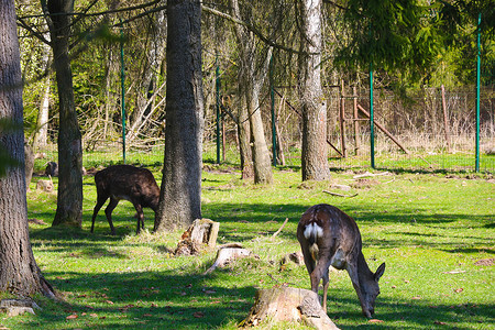 梅花鹿在森林的空地上行走，吃草。
