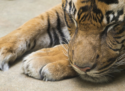 关闭老虎的肖像头，头枕在爪子上睡觉。