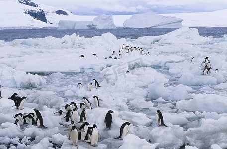 冰山上的企鹅摄影照片_冰流上的企鹅
