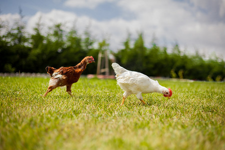 草地上的鸡