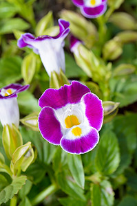 叉骨摄影照片_叉骨花 (Torenia Fournieri Lindl)