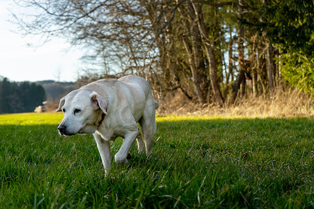 夕阳森林摄影照片_狗在森林边缘的草地上奔跑