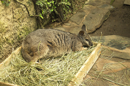 香草2摄影照片_Tammar Wallaby 袋鼠睡在带香草的木箱里