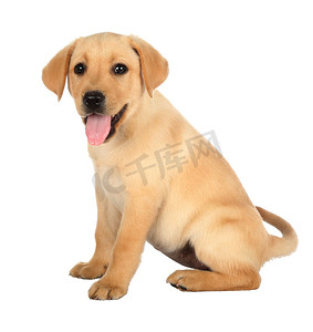 可爱的的小狗摄影照片_可爱的拉布拉多小狗与粉红色的舌头