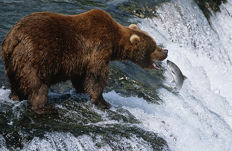 阿拉斯加三文鱼摄影照片_美国阿拉斯加卡特迈国家公园棕熊在河边捕捉鲑鱼