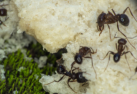 蚂蚁吃面包宏