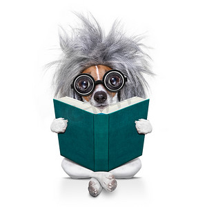 读书的聪明的聪明的狗