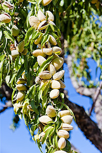 “杏仁树，葡萄牙”