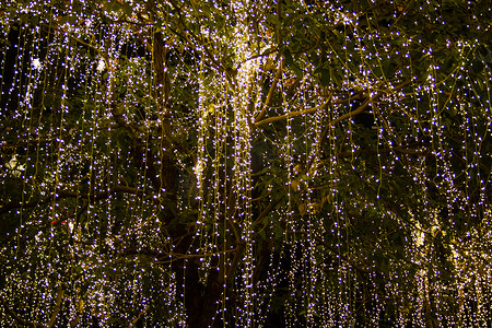 灯串装饰摄影照片_夜间花园树上的 LED 灯串电缆