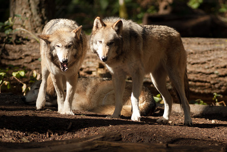 野生动物狼一对站立玩耍北美野生动物