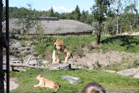 克里斯蒂安桑动物园，狮子