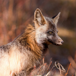 十字狐狸摄影照片_警惕警惕的红狐狸的肖像，Vulpes 属