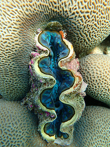 与珊瑚在海中的巨型蛤蜊