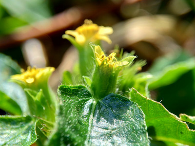 具有自然背景的节点杂草（也称为 Synedrella nodiflora、synderella 杂草）的宏观照片。