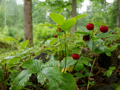 原始森林摄影照片_森林里的草莓