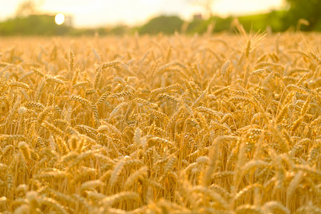 与金黄小穗的成熟麦田在明亮的日出