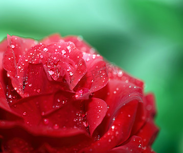美丽的红玫瑰